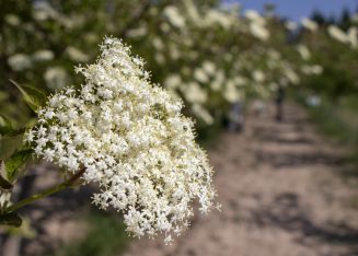 Holunderblüte.jpg